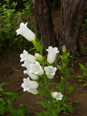 f:id:elmikamino:20070623130736j:image