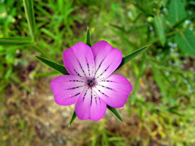 f:id:elmikamino:20070623130812j:image
