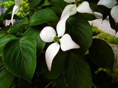 f:id:elmikamino:20070623130935j:image