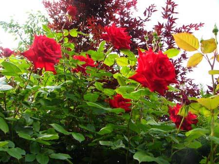 f:id:elmikamino:20070627220237j:image