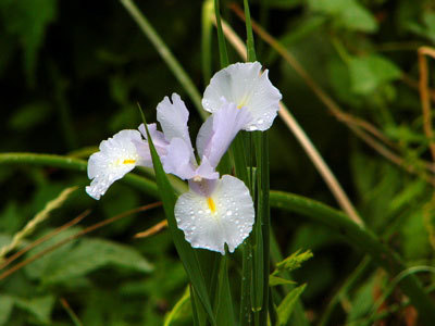 f:id:elmikamino:20070629210134j:image f:id:elmikamino:20070629210134j:image