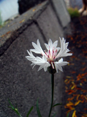 f:id:elmikamino:20070629210200j:image f:id:elmikamino:20070629210200j:image