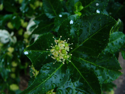 f:id:elmikamino:20070629210227j:image f:id:elmikamino:20070629210227j:image