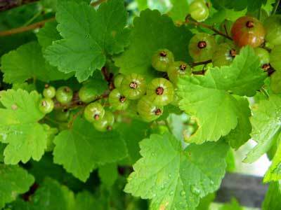 f:id:elmikamino:20070629210316j:image f:id:elmikamino:20070629210316j:image