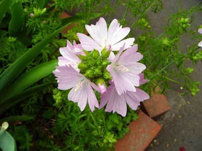 f:id:elmikamino:20070629210405j:image f:id:elmikamino:20070629210405j:image