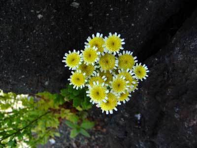 f:id:elmikamino:20070703204414j:image