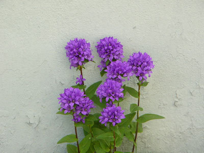 f:id:elmikamino:20070703204509j:image