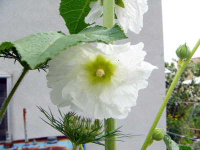 f:id:elmikamino:20070706204333j:image f:id:elmikamino:20070706204333j:image