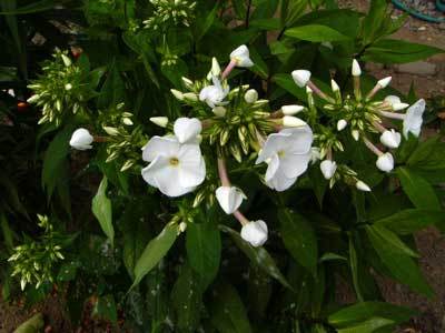 f:id:elmikamino:20070711204401j:image