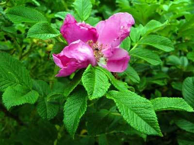 f:id:elmikamino:20070713205315j:image f:id:elmikamino:20070713205315j:image