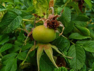 f:id:elmikamino:20070713205343j:image f:id:elmikamino:20070713205343j:image