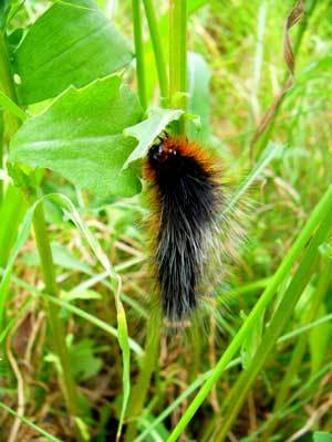 f:id:elmikamino:20070713205409j:image f:id:elmikamino:20070713205409j:image