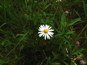 f:id:elmikamino:20070713205442j:image f:id:elmikamino:20070713205442j:image