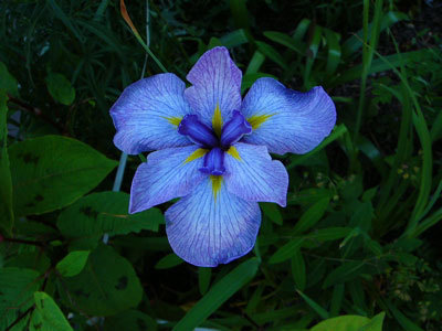 f:id:elmikamino:20070714121653j:image