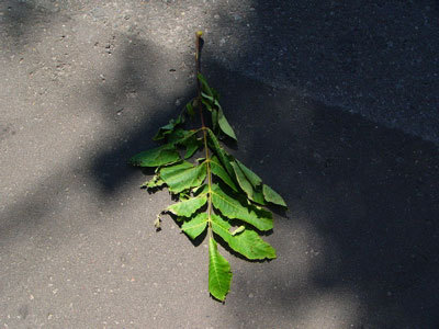 f:id:elmikamino:20070714121801j:image