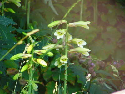 f:id:elmikamino:20070714121825j:image