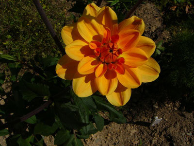 f:id:elmikamino:20070714121903j:image