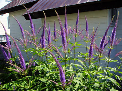 f:id:elmikamino:20070714122000j:image