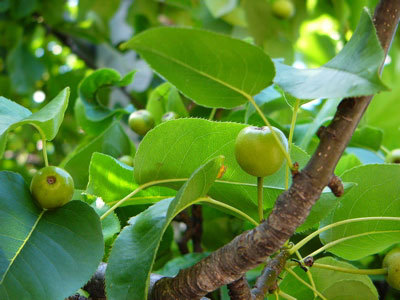 f:id:elmikamino:20070714122032j:image