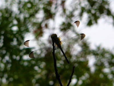 f:id:elmikamino:20070721233513j:image