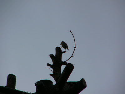 f:id:elmikamino:20070805230016j:image