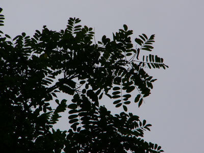 f:id:elmikamino:20070805230128j:image