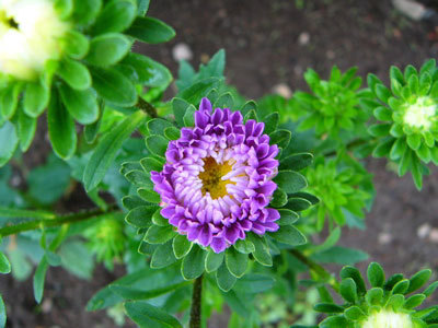 f:id:elmikamino:20070805230217j:image