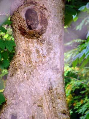 f:id:elmikamino:20070809135135j:image f:id:elmikamino:20070809135135j:image