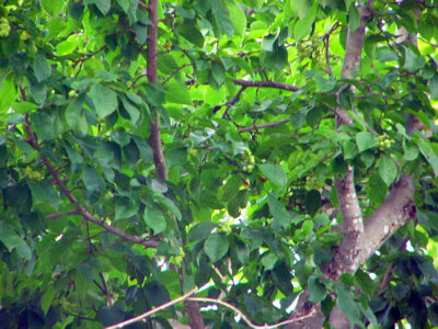 f:id:elmikamino:20070809135325j:image f:id:elmikamino:20070809135325j:image