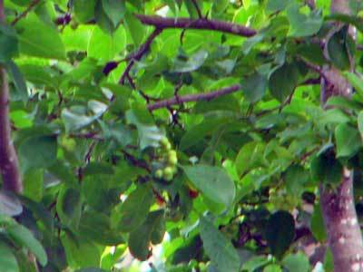 f:id:elmikamino:20070809135342j:image f:id:elmikamino:20070809135342j:image