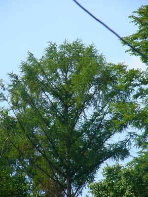 f:id:elmikamino:20070809135828j:image f:id:elmikamino:20070809135828j:image