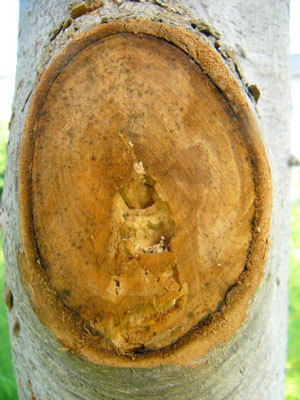 f:id:elmikamino:20070809135853j:image f:id:elmikamino:20070809135853j:image