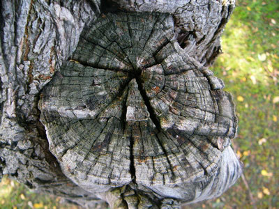 f:id:elmikamino:20070809140046j:image f:id:elmikamino:20070809140046j:image