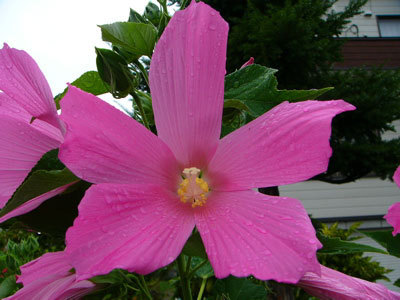 f:id:elmikamino:20070816120301j:image