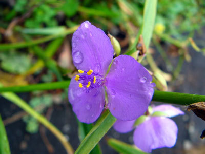 f:id:elmikamino:20070816120331j:image