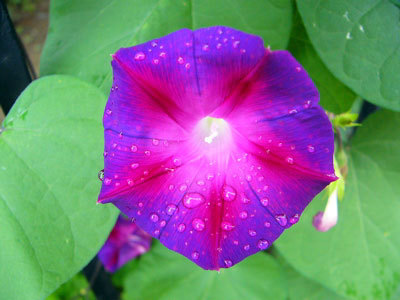 f:id:elmikamino:20070816120359j:image