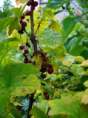 f:id:elmikamino:20070816120422j:image