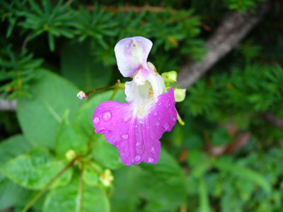 f:id:elmikamino:20070816120447j:image
