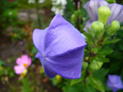f:id:elmikamino:20070816121139j:image