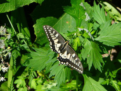 f:id:elmikamino:20070823121959j:image