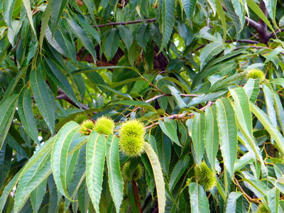 f:id:elmikamino:20070823122202j:image