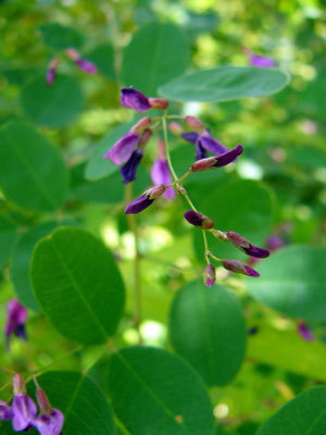 f:id:elmikamino:20070823122224j:image