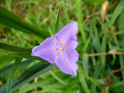 f:id:elmikamino:20070823122255j:image