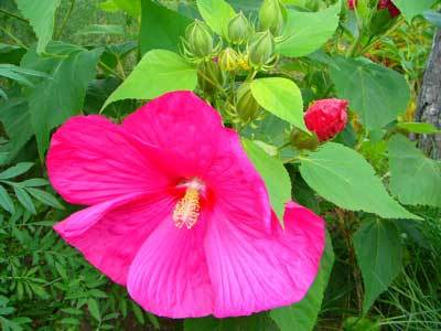 f:id:elmikamino:20070823122354j:image