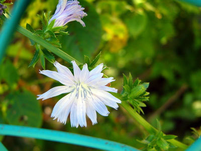 f:id:elmikamino:20070824112929j:image f:id:elmikamino:20070824112929j:image
