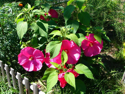 f:id:elmikamino:20070824113144j:image f:id:elmikamino:20070824113144j:image