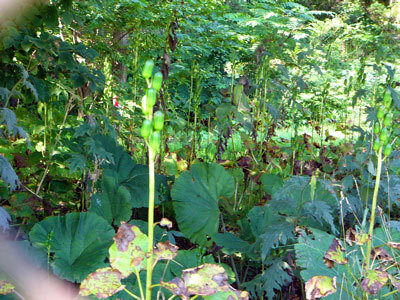 f:id:elmikamino:20070825131333j:image