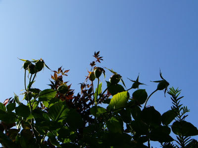 f:id:elmikamino:20070825131400j:image