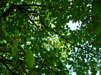 f:id:elmikamino:20070825131435j:image