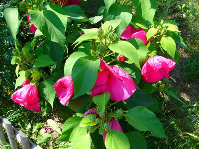 f:id:elmikamino:20070825131522j:image